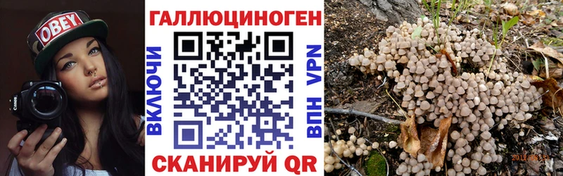 Купить где  Новоаннинский  Галлюциногенные грибы GOLDEN TEACHER 